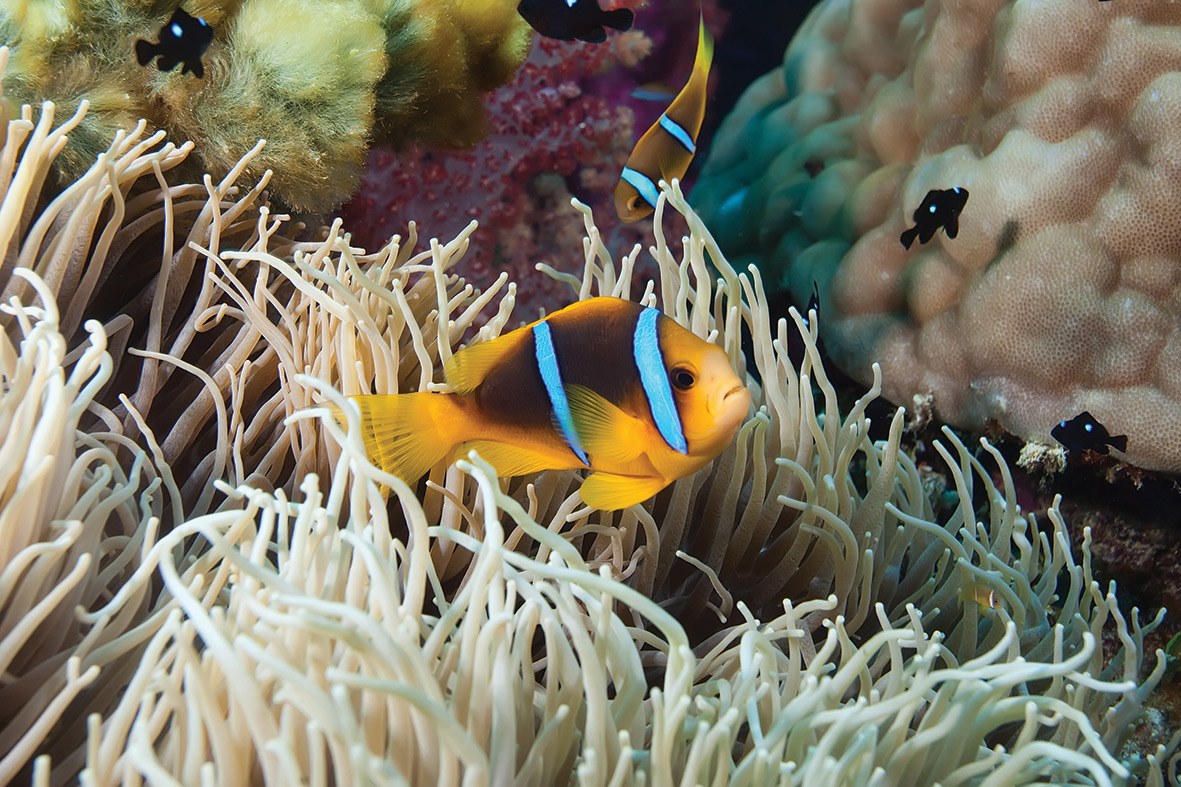 FijiIslandsDivingPackages Paradises