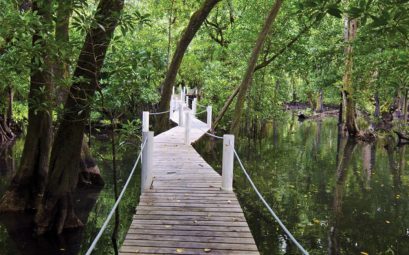 Micronesia Kosrae Hiking