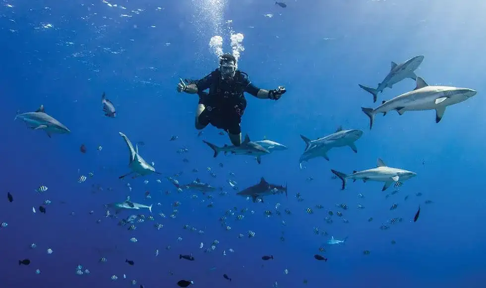 micronesia yap manta ray bay resort diving