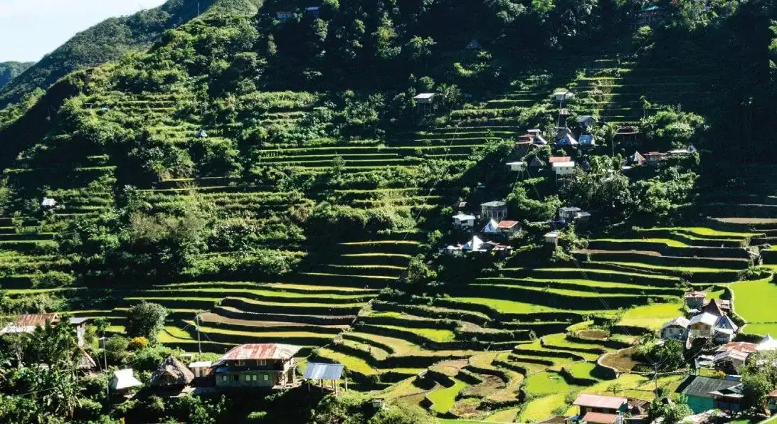 Rice Terraces of the Cordilleras