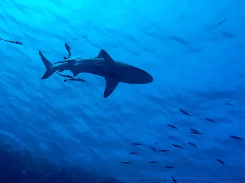 Shark Week 2018 In Palau