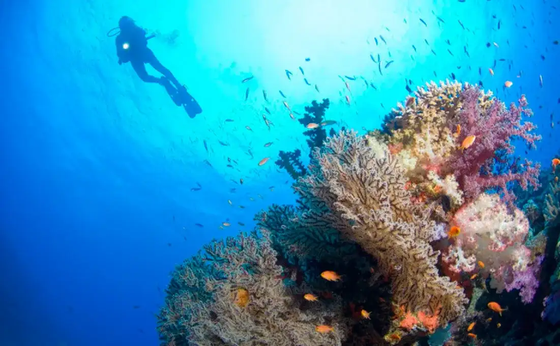 The best diving spots in Fiji