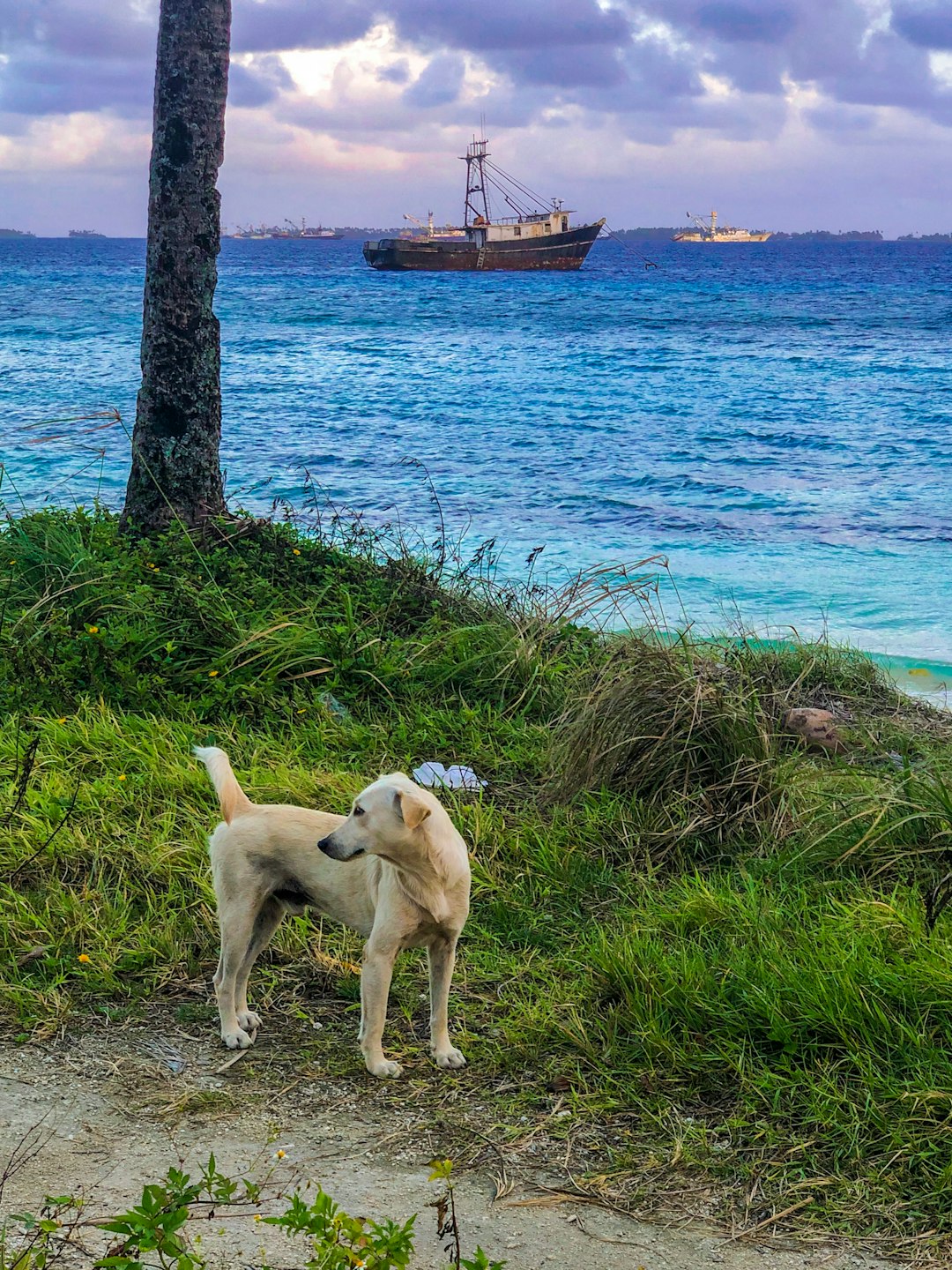 dog beach