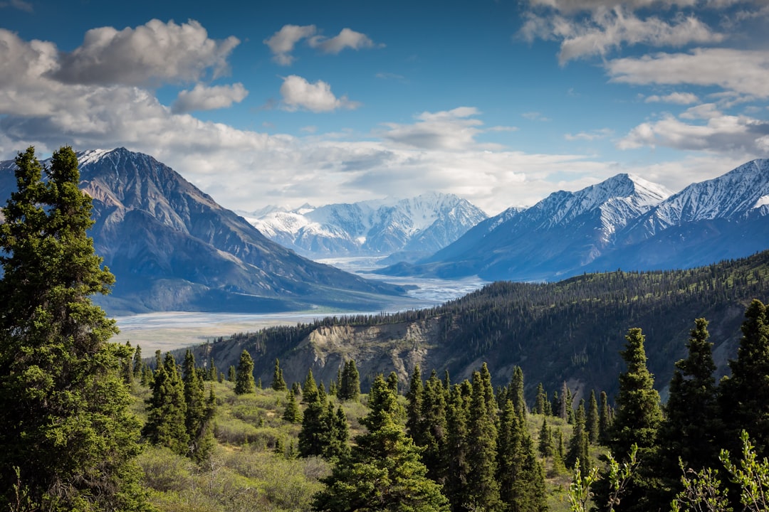 mountain forest